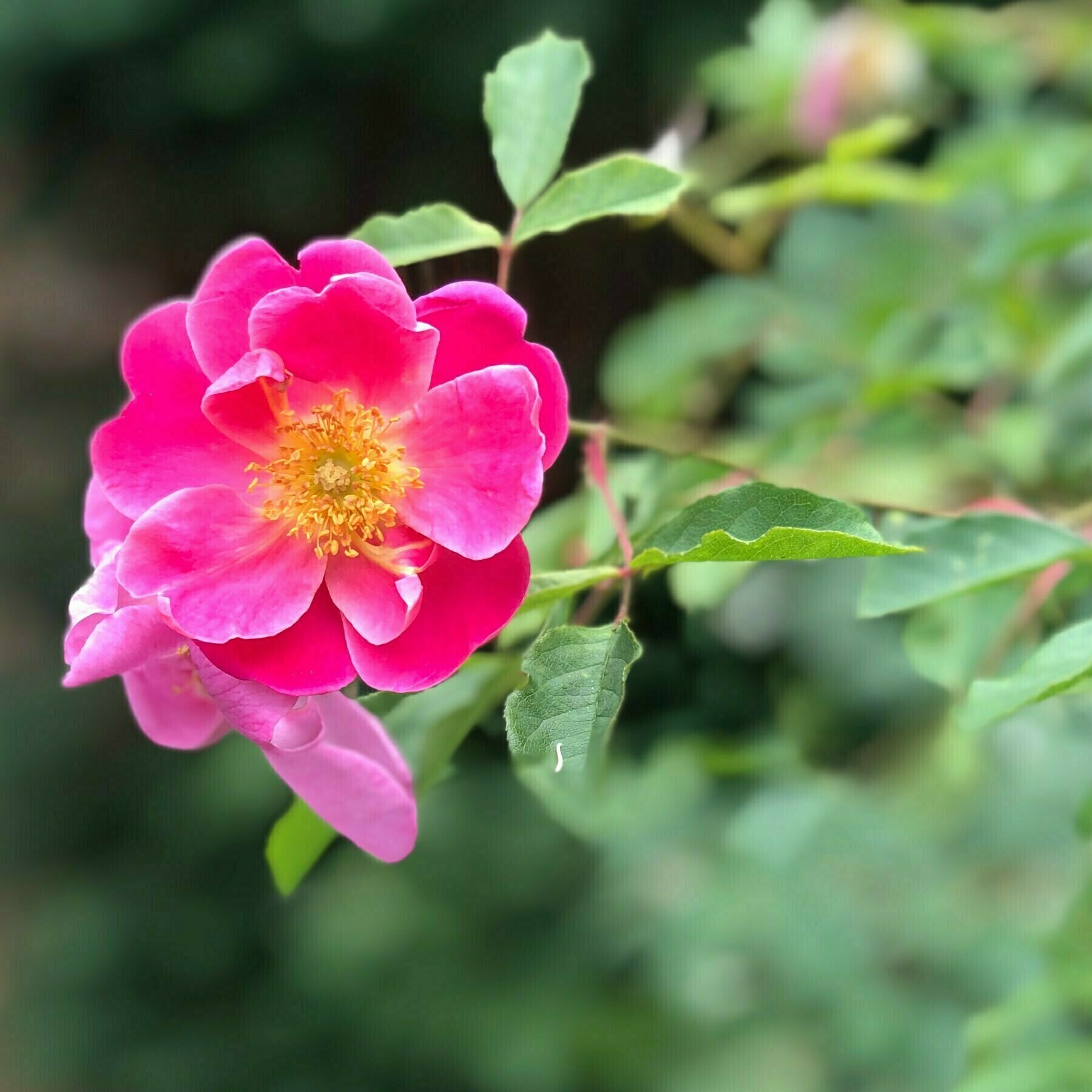 An Ann rose in our garden. 