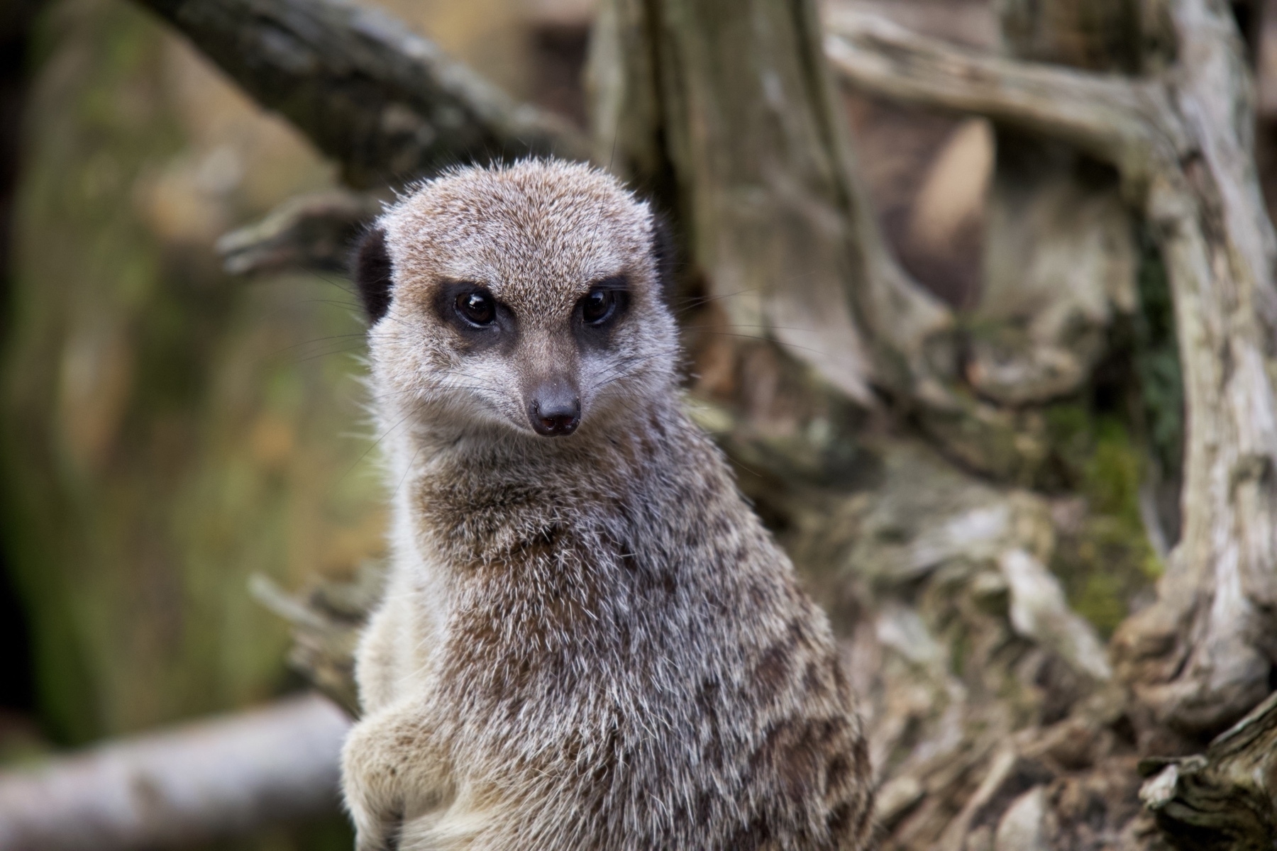 A meerkat at Drusilla's Zoo in Sussex. 