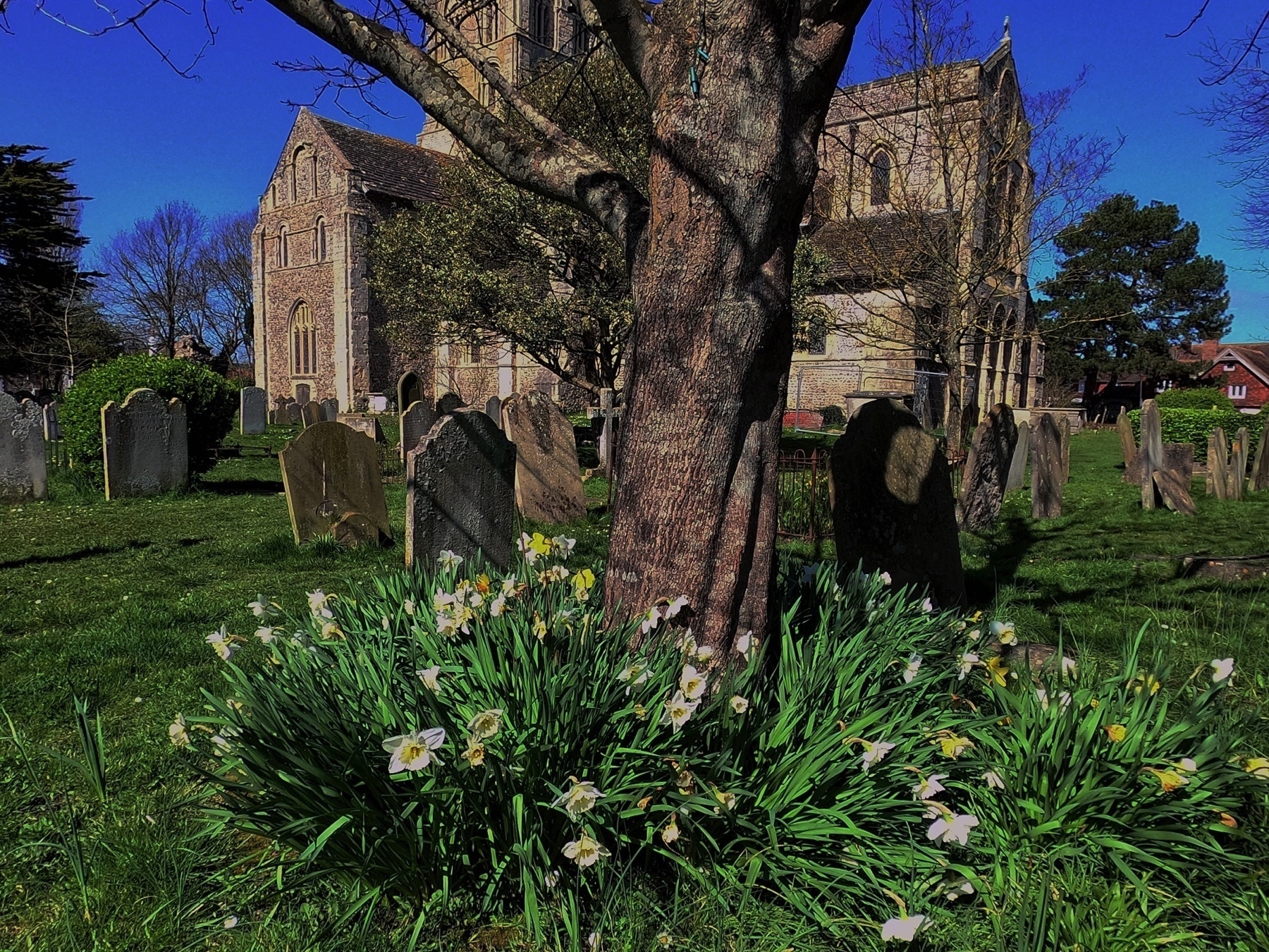 Trees and daffodils in the churchyard of St Mary de Haura.
