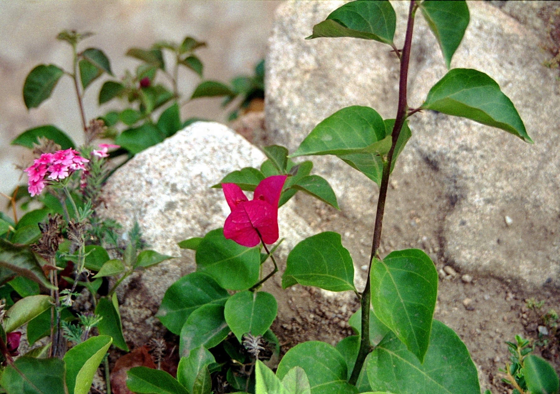 A flower in a Sardinian villa garden