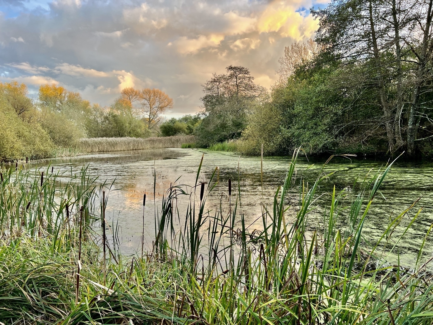 The lake at Woods Mill nature reserve in Sussex 
