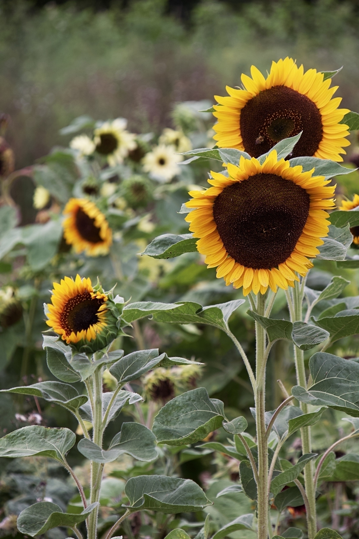 Sunflowers at Spring Gardens Nursery.