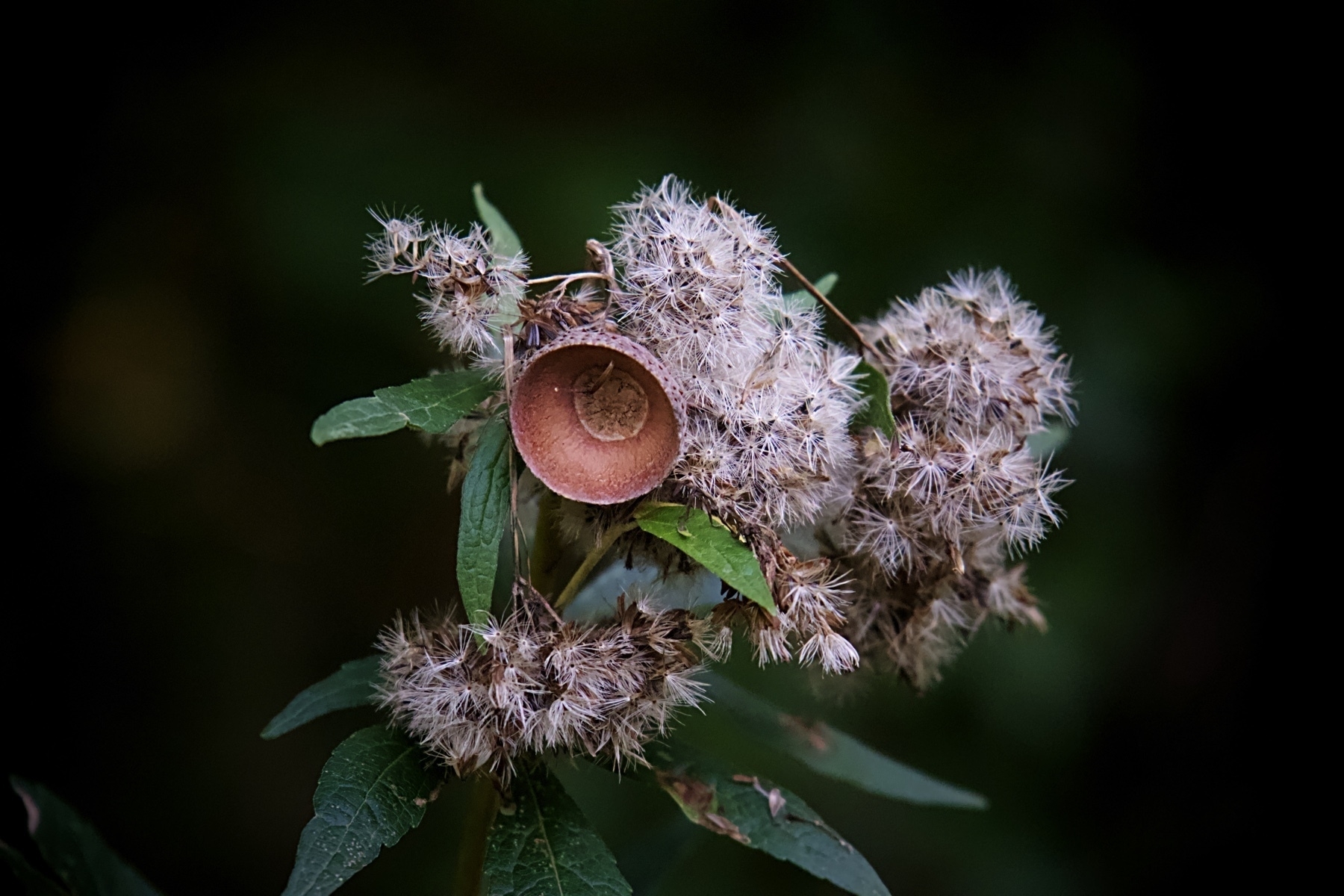 An acorn cup lodged in another plant.