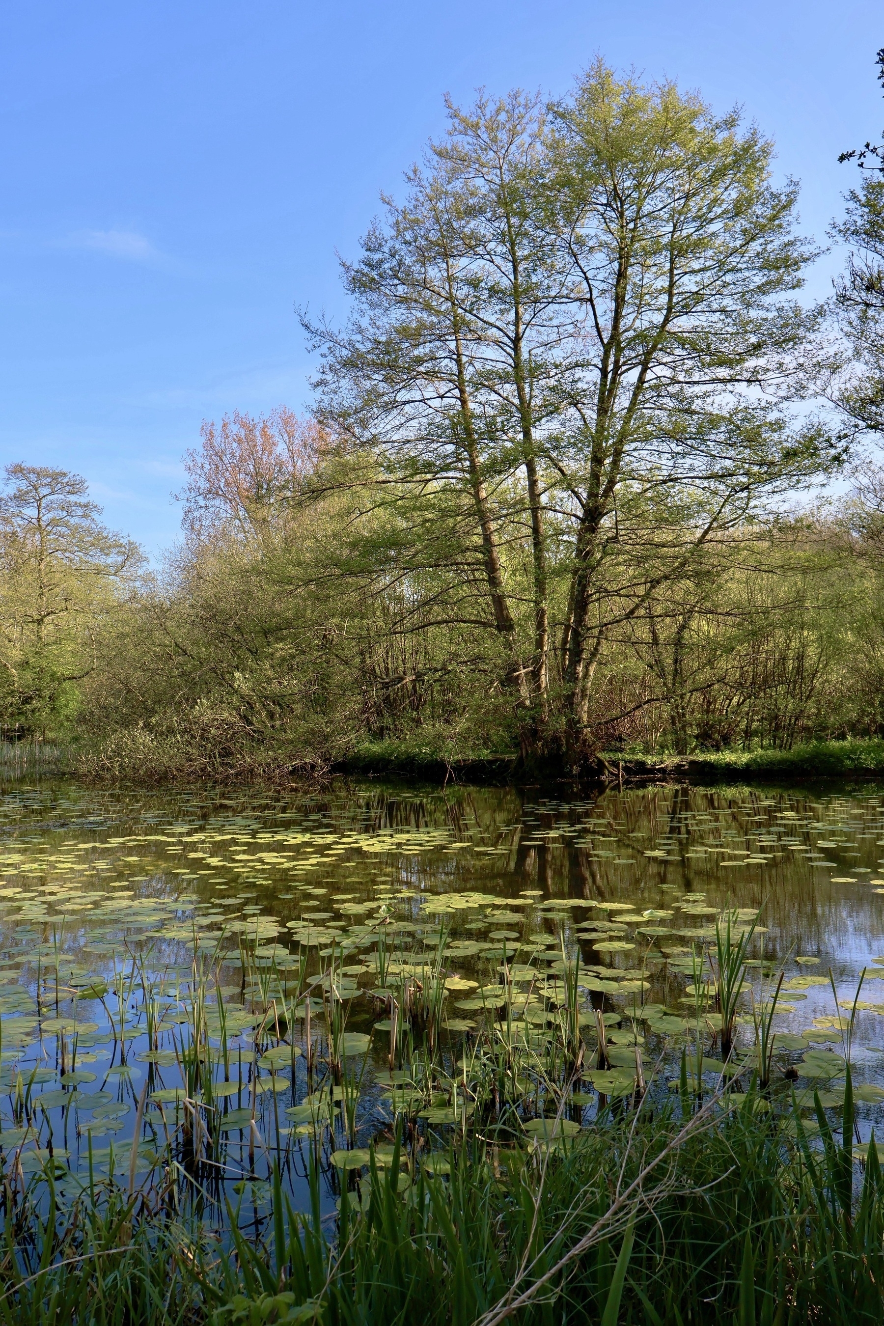 The pond at Woods Mill, Henfield, Sussex