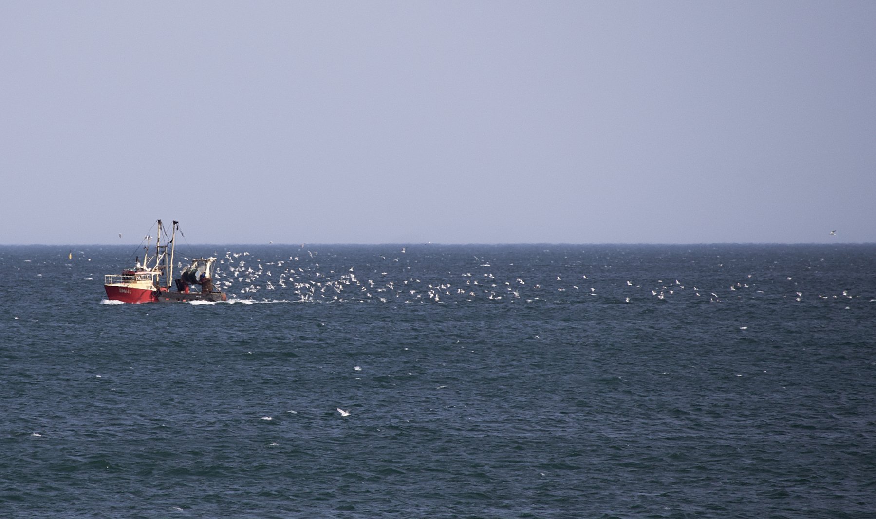 Seagulls following a fishing boat into port. 