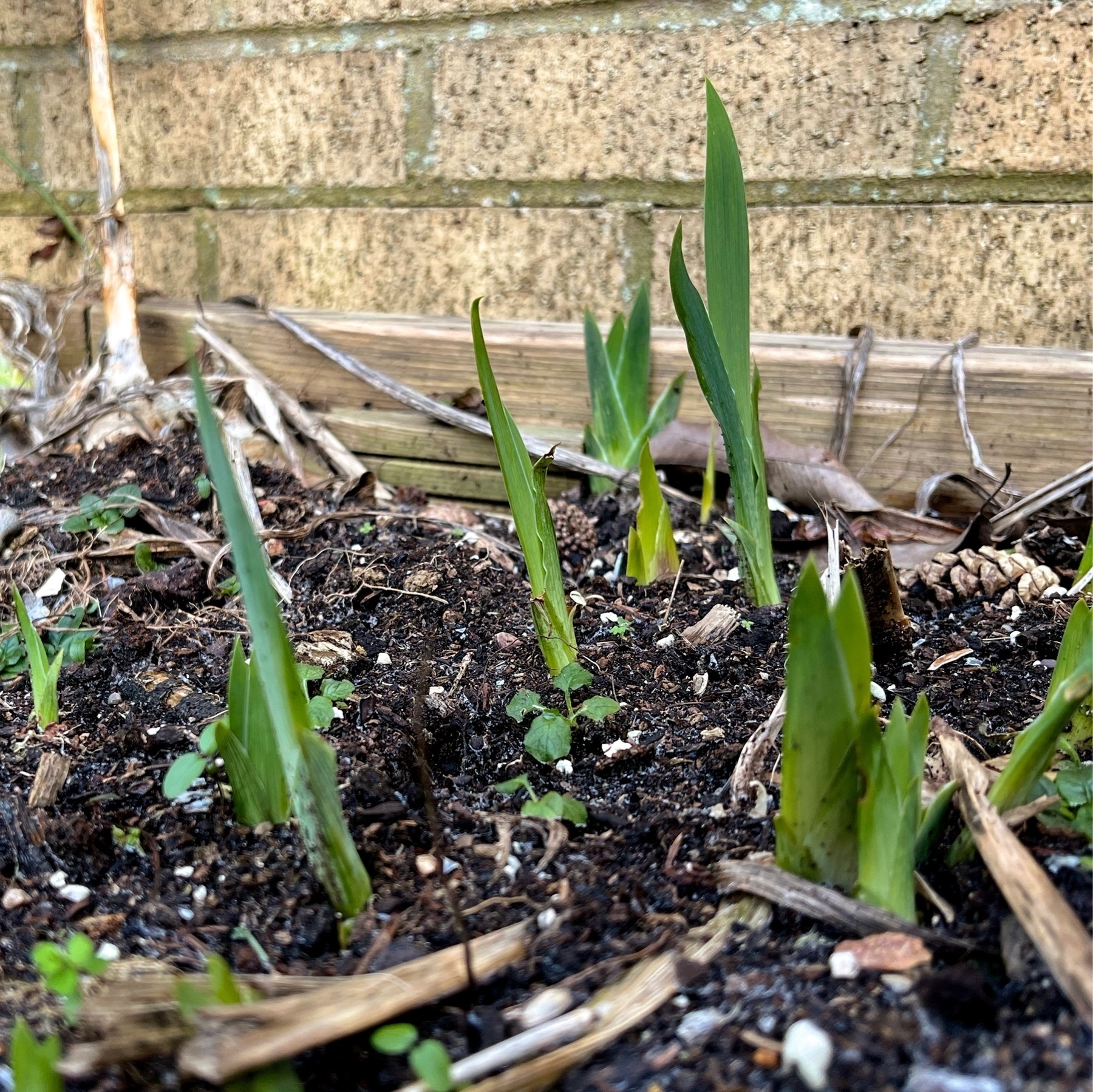 Shoots pushing through the earth in our back garden. 